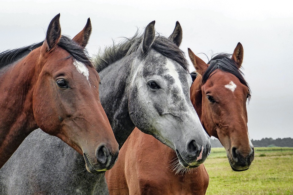 هل الخيول المصابة بمتلازمة كوشينغ معرضة للإصابة بالتهاب الصفيحة (الحمرة)؟