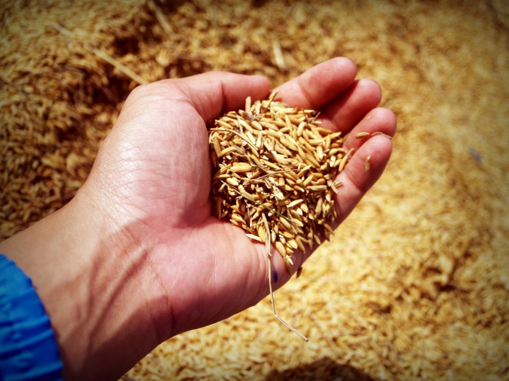 Cereal Based Agriculture