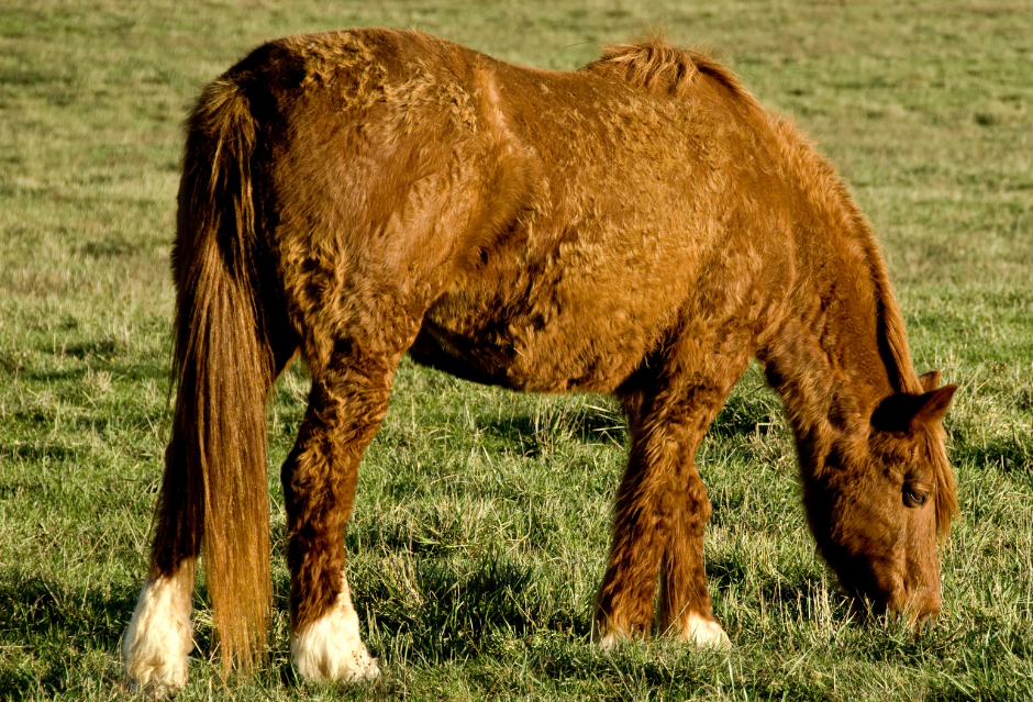 ما هو مرض كوشينغ الذي يصيب الخيول؟