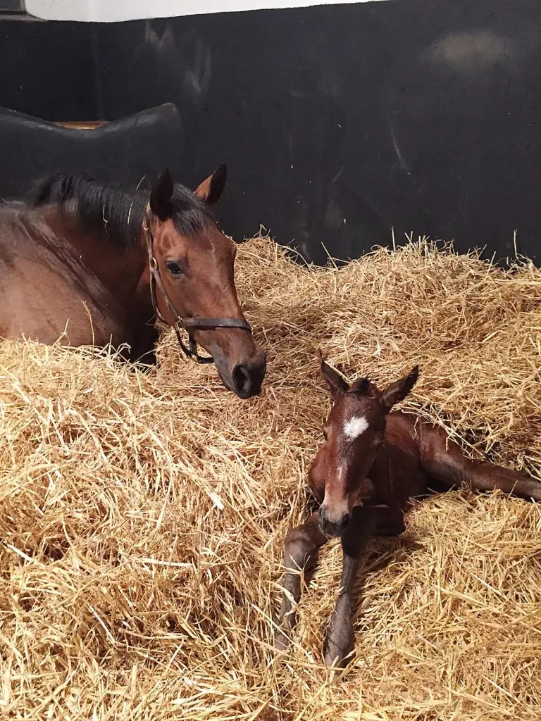 The Newborn Foal RedMills