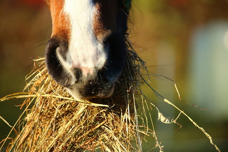 Eating hay horse