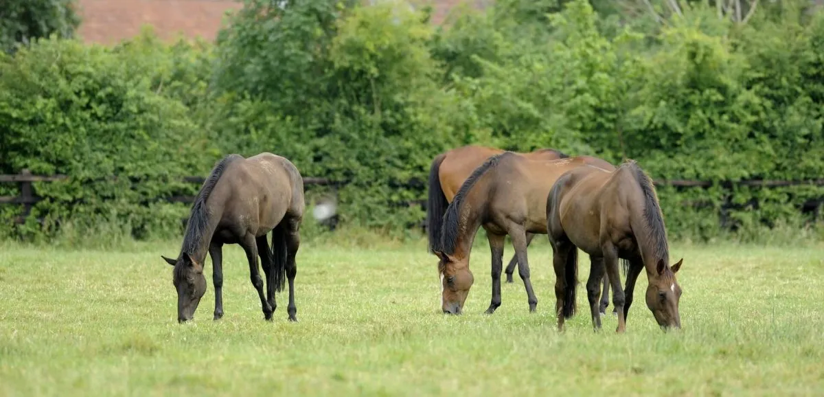 Equine Feed Allergies