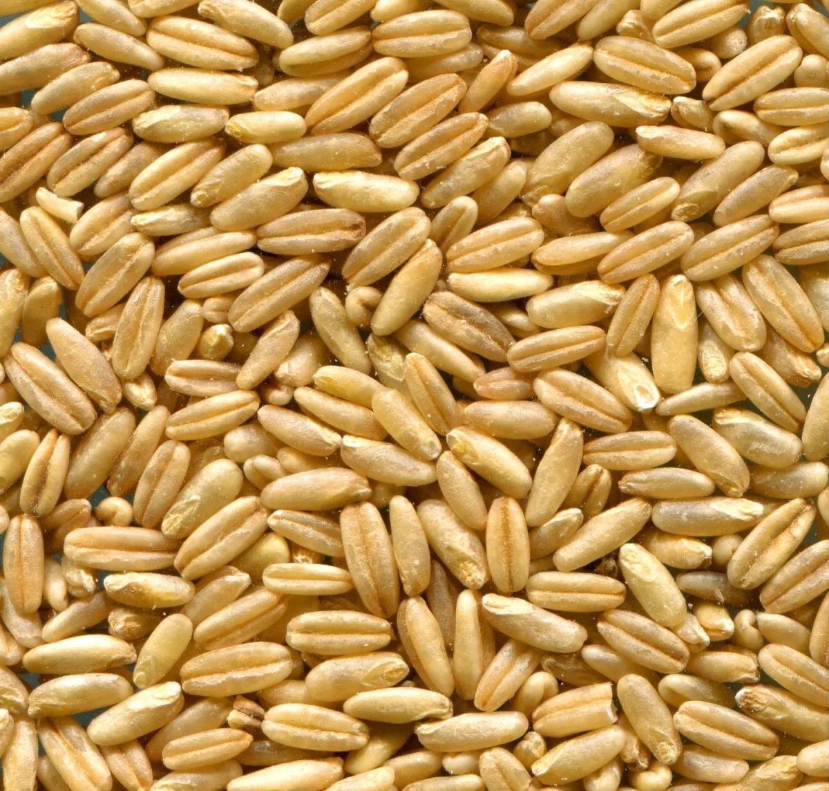 Can I feed straight oats?