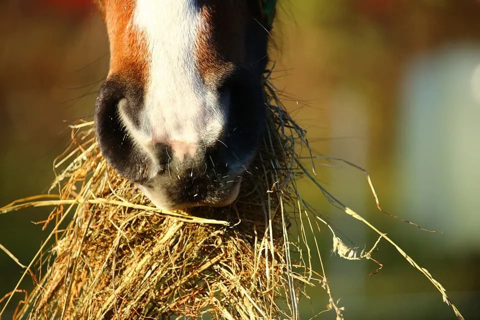 Eating-hay-horse