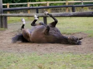 Colic Part 2: Minimizing the Risk