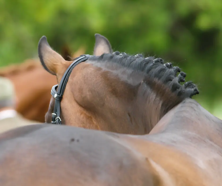 Building Muscle and Topline