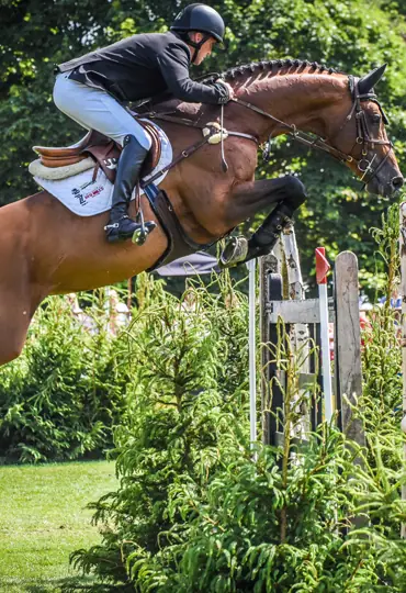 horse feed for jumping horse
