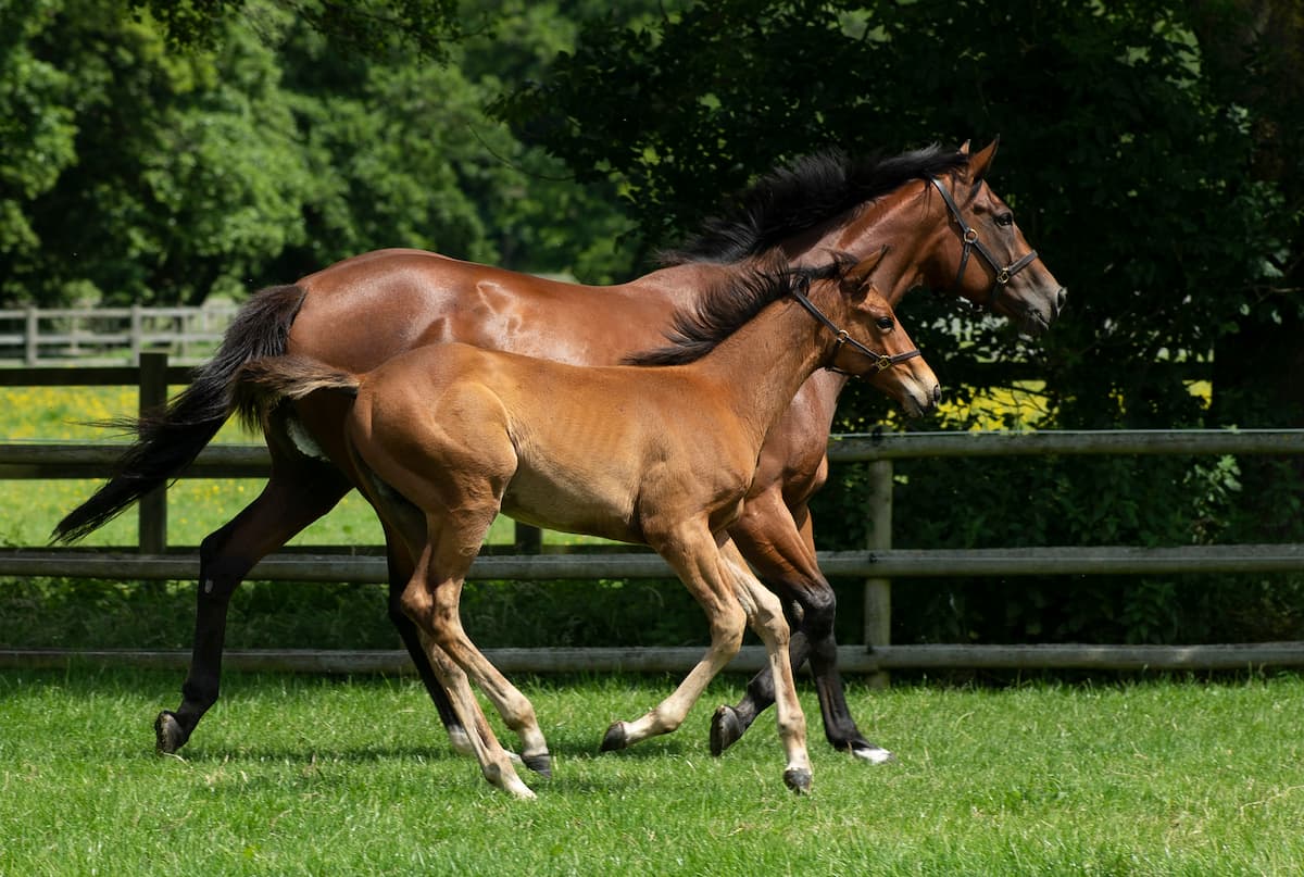 Feeding the Broodmare
