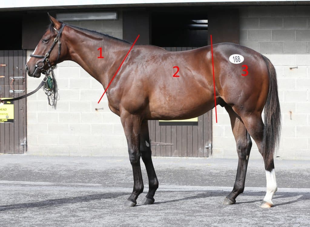 Assessing your horse’s body condition score