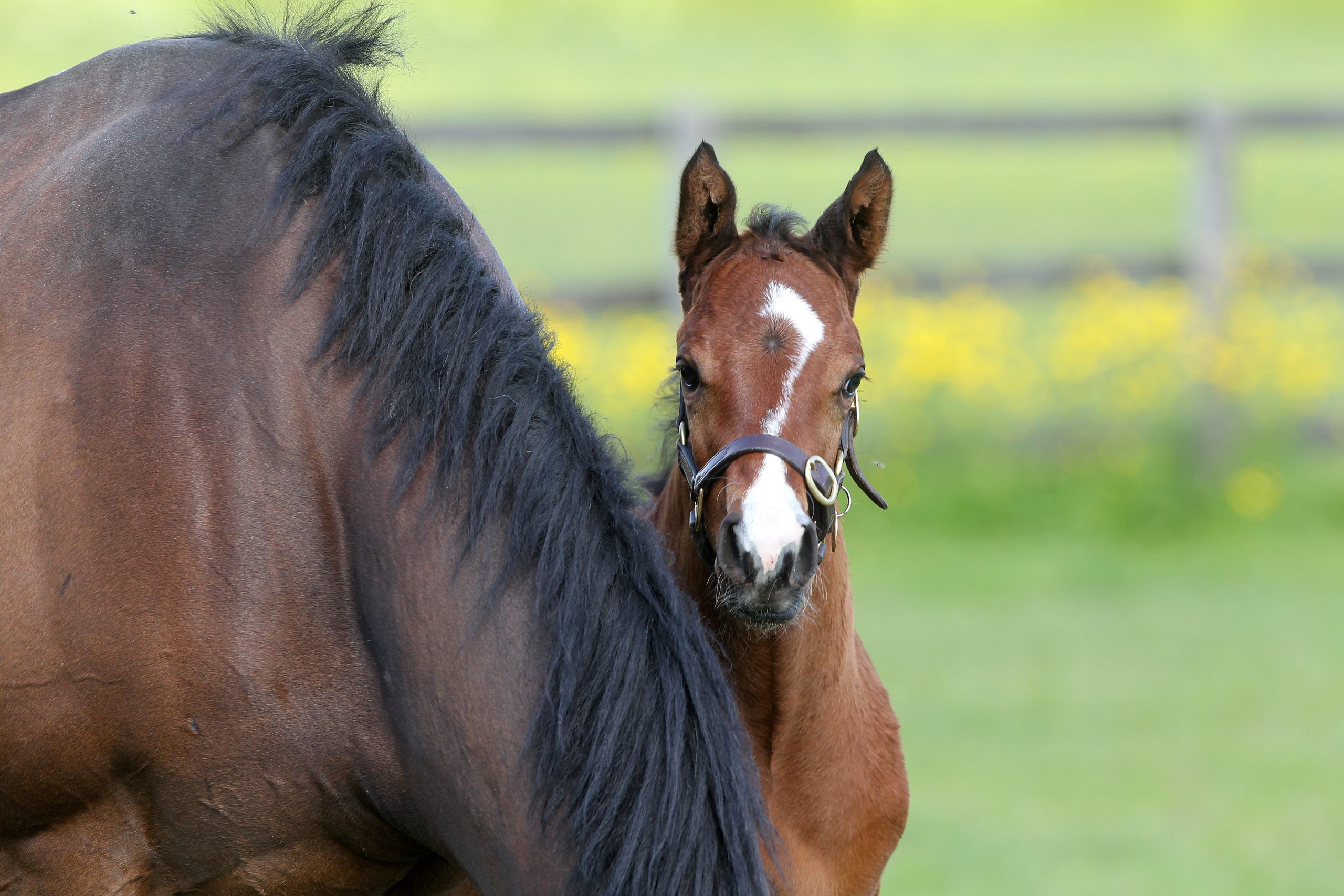 Foaling season ready? – Tips for tackling your Foaling Kit