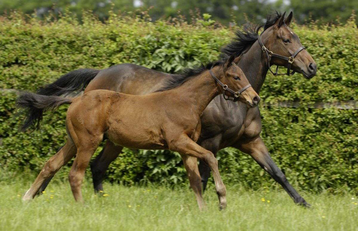 Care of the maiden mare for breeding after racing