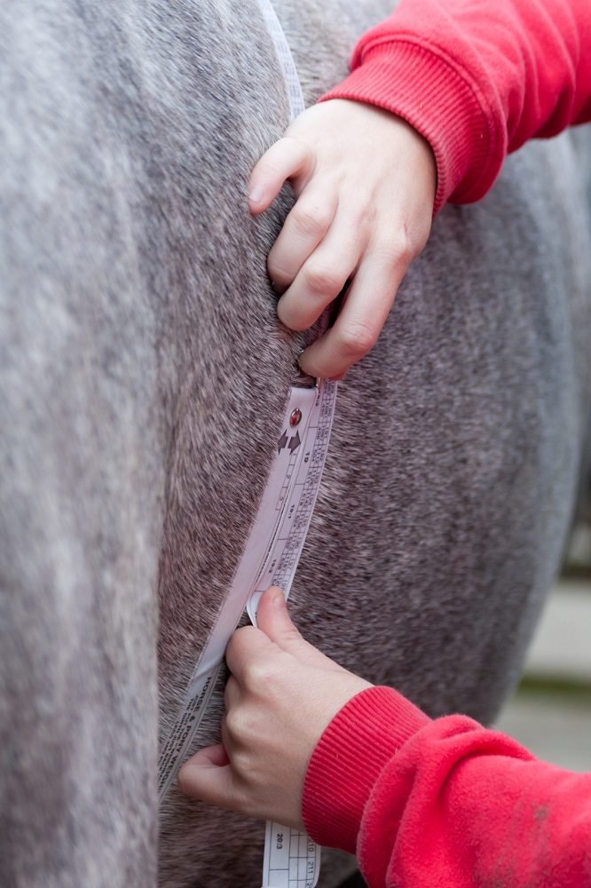 Unwanted weight loss in horses