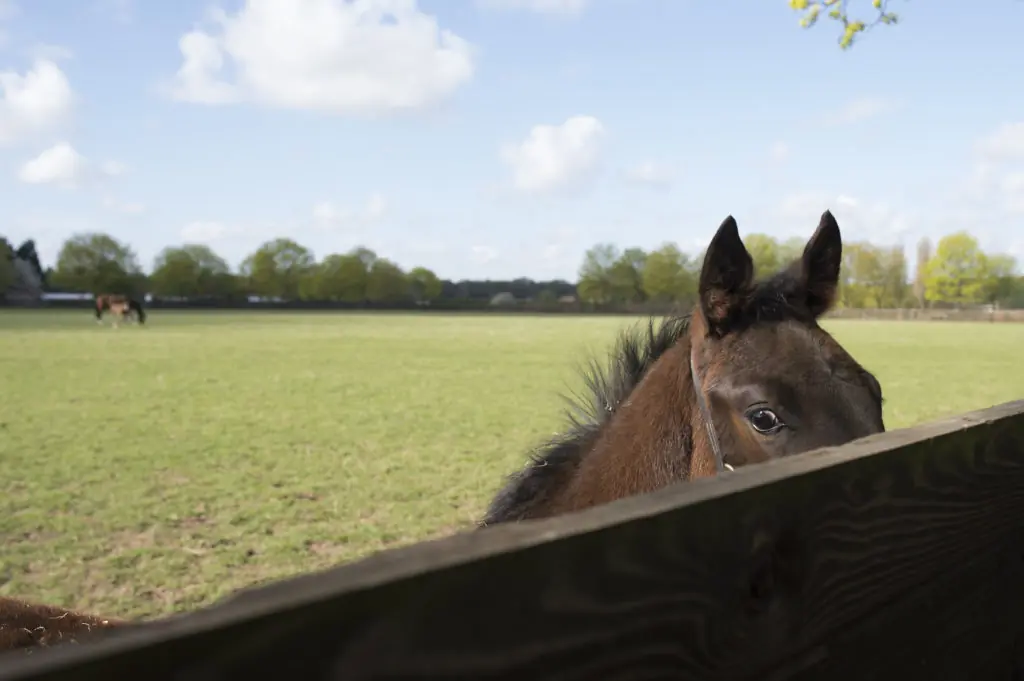 Mares and foals at the national stud<br /> Newmarket 30.4.13 Pic: Edward Whitaker