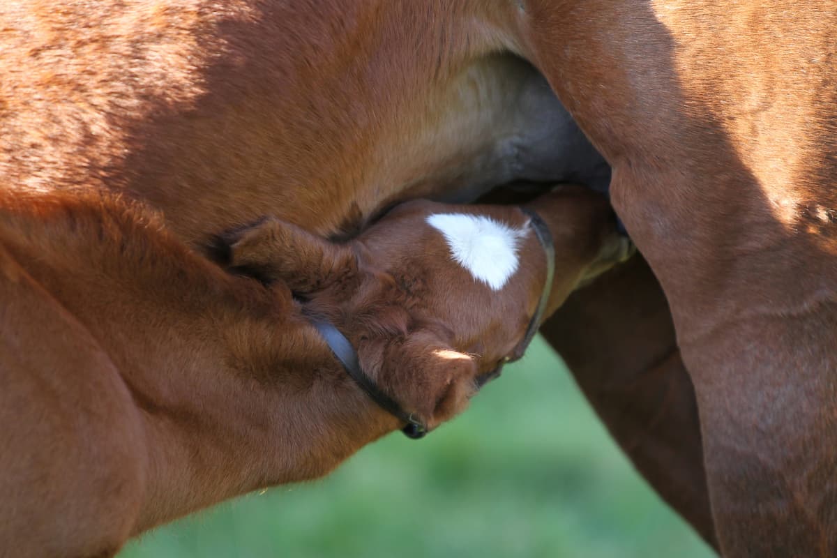Collecting donor colostrum