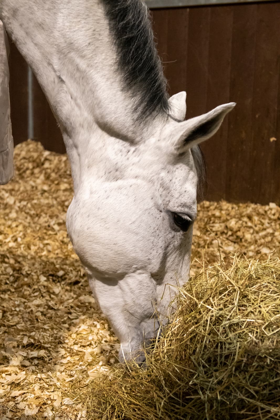 Feeding the laid back horse