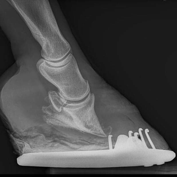 Feeding to avoid Laminitis