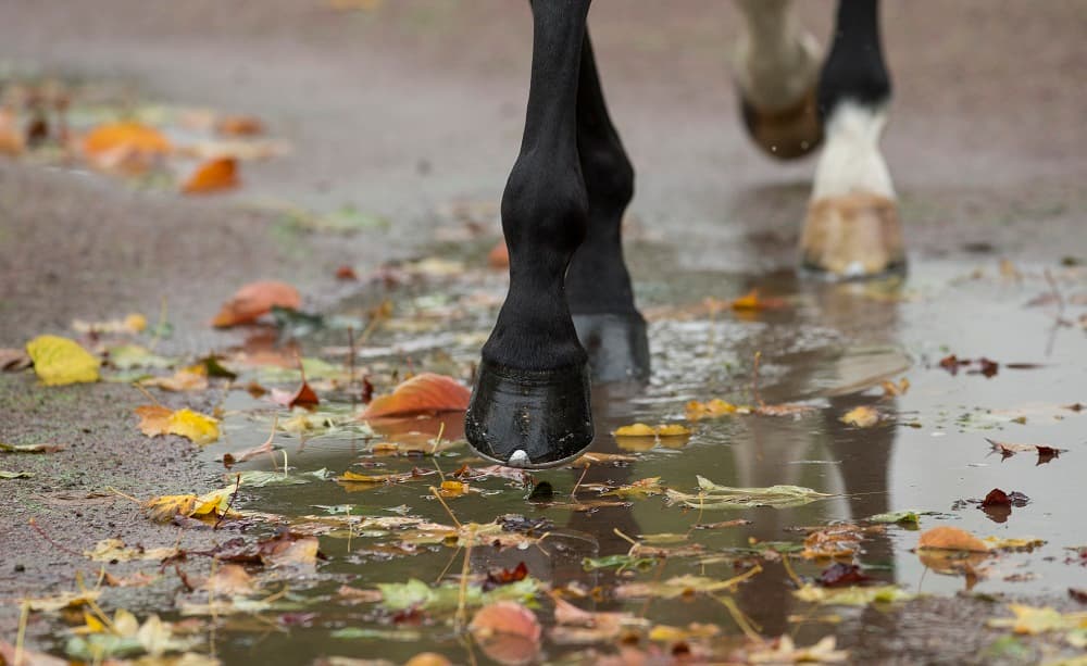 Feeding for hoof health