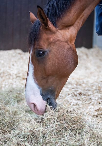 Why should you never starve a horse?