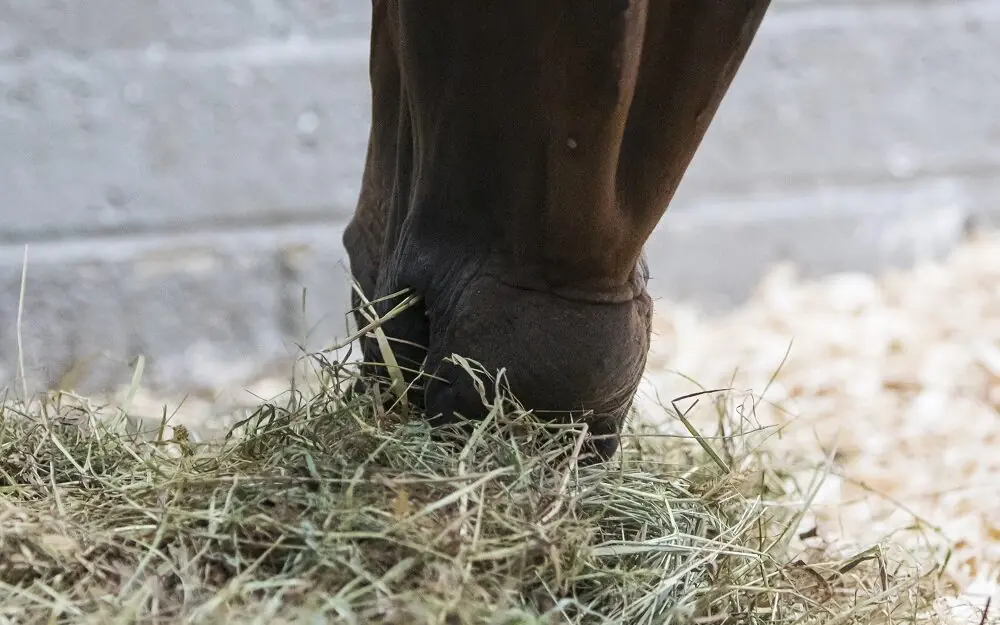 Soaking or steaming hay: advantages and disadvantages