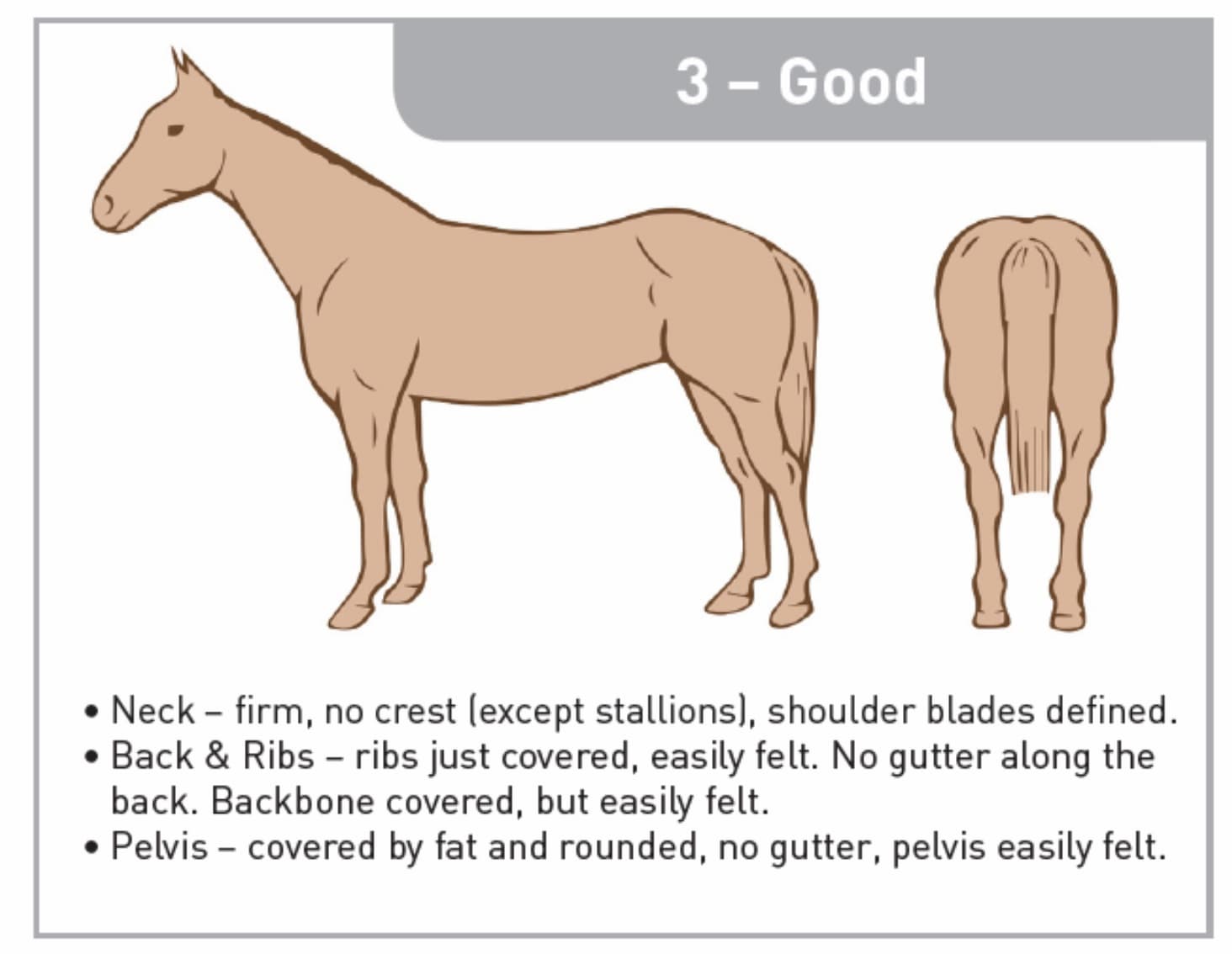 Assessing your horse’s body condition score - RED MILLS KSA ENGLISH