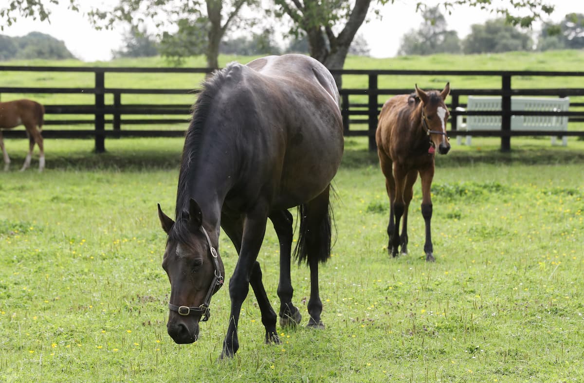 Feeding the broodmare in early and mid-pregnancy