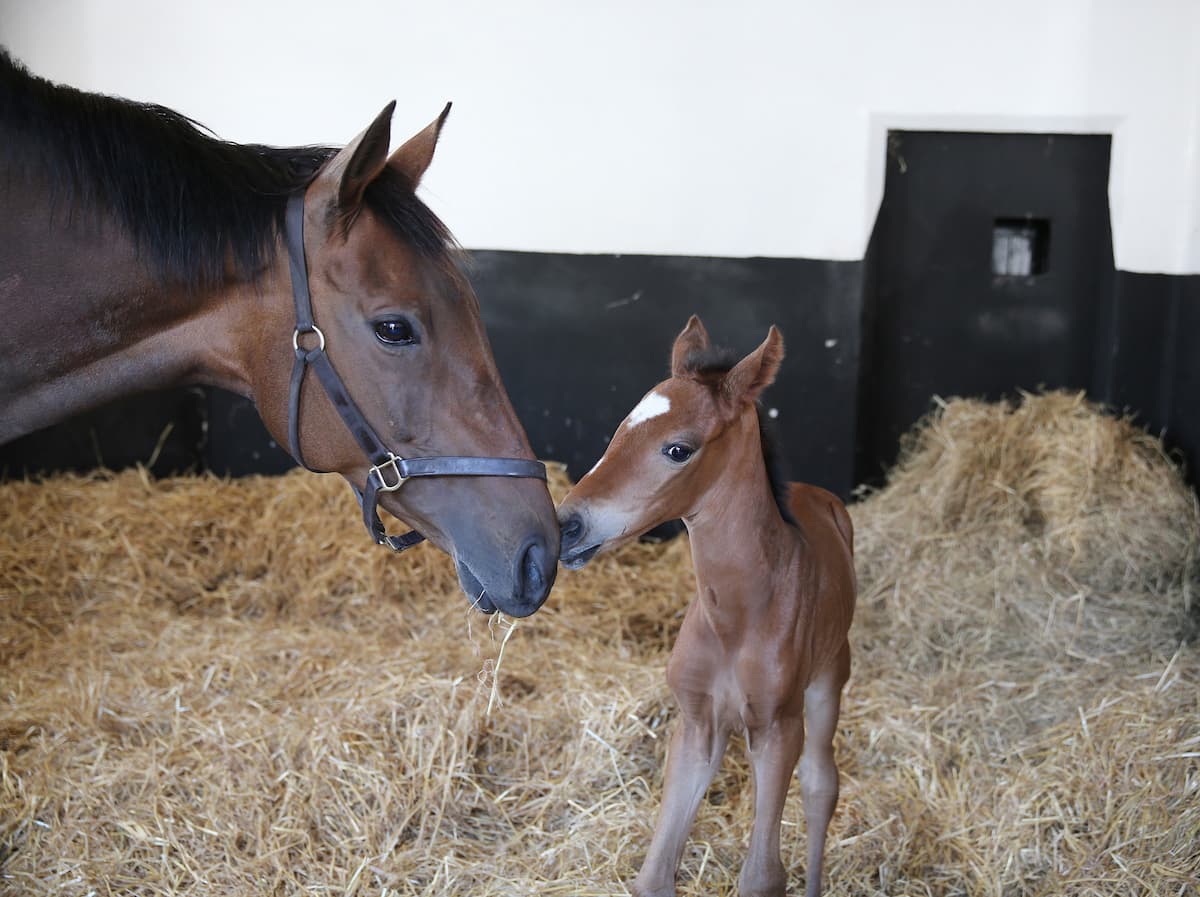 THE NURSING FOAL AND EARLY NUTRITION: