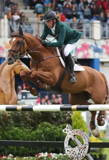 showjumper - Shane Breen