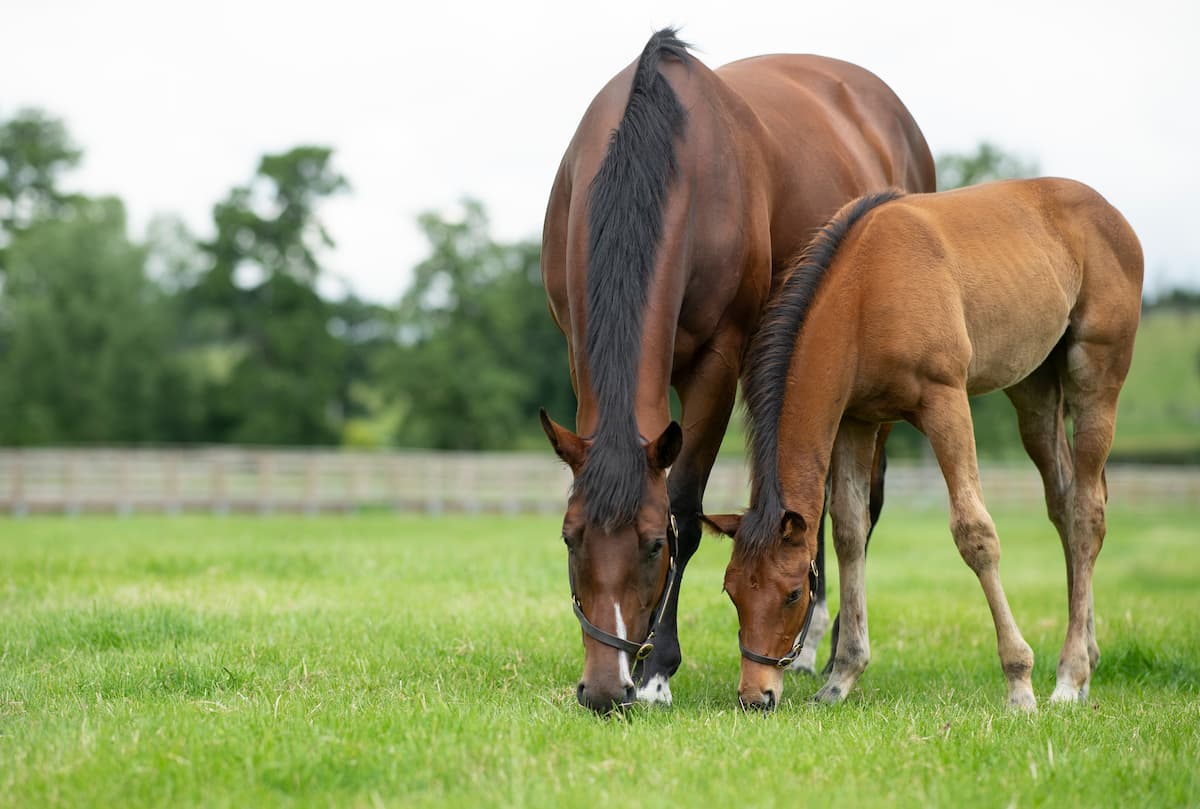 Which feeds are most suitable for broodmares in late pregnancy?