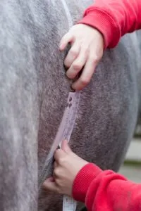 Unwanted weight loss in horses