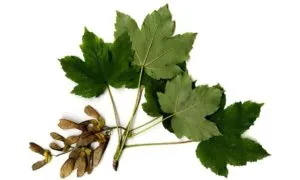 Toxic plants for horses: Sycamore Maple