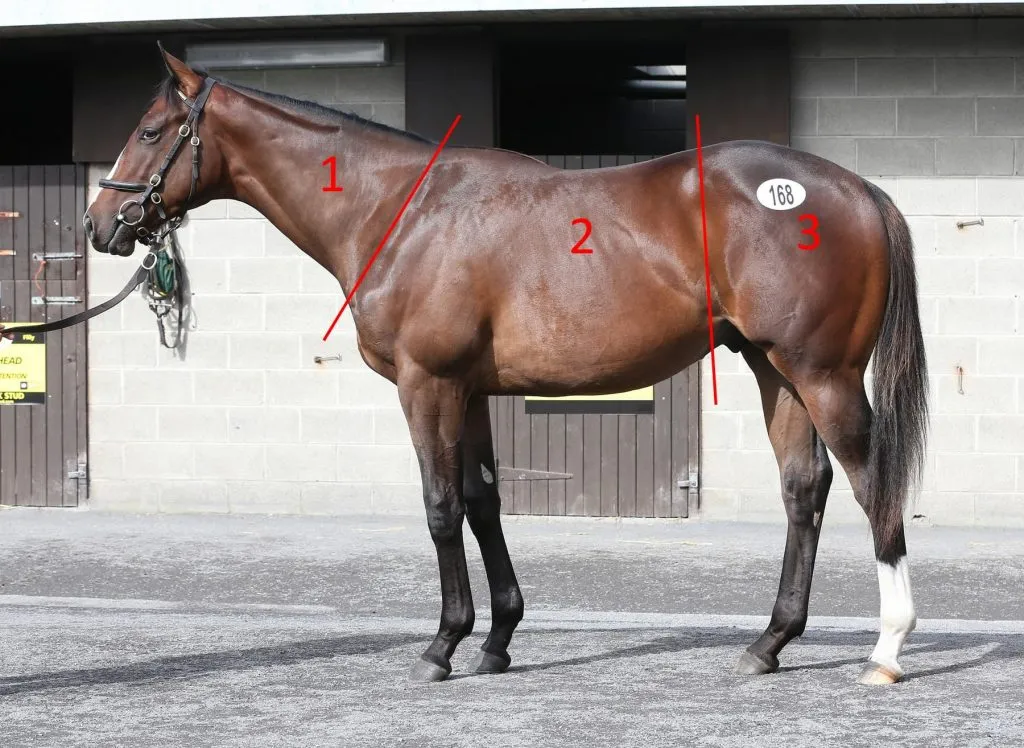 Body Condition Horse, Can Diet Influence Broodmare Fertility?