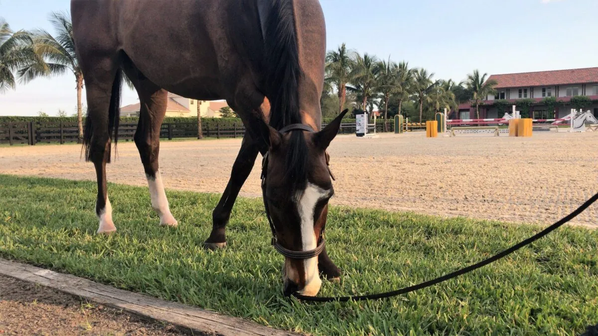 Is your horse hydrated?