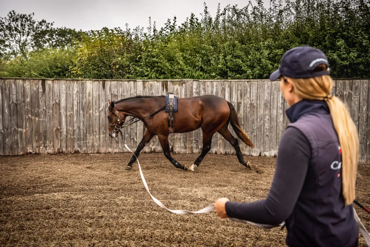 Sales Prep: Building Condition with Best Horse Feed & Exercise