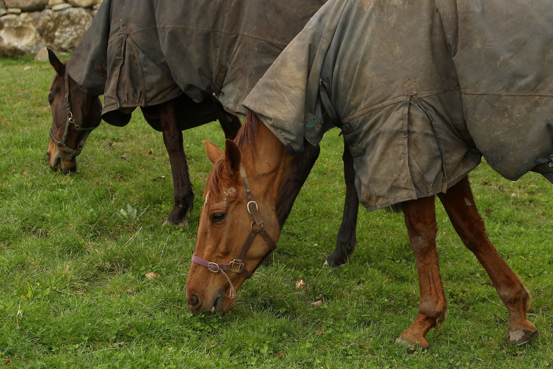 L’herbe fournit-elle à mon cheval une alimentation équilibrée ?