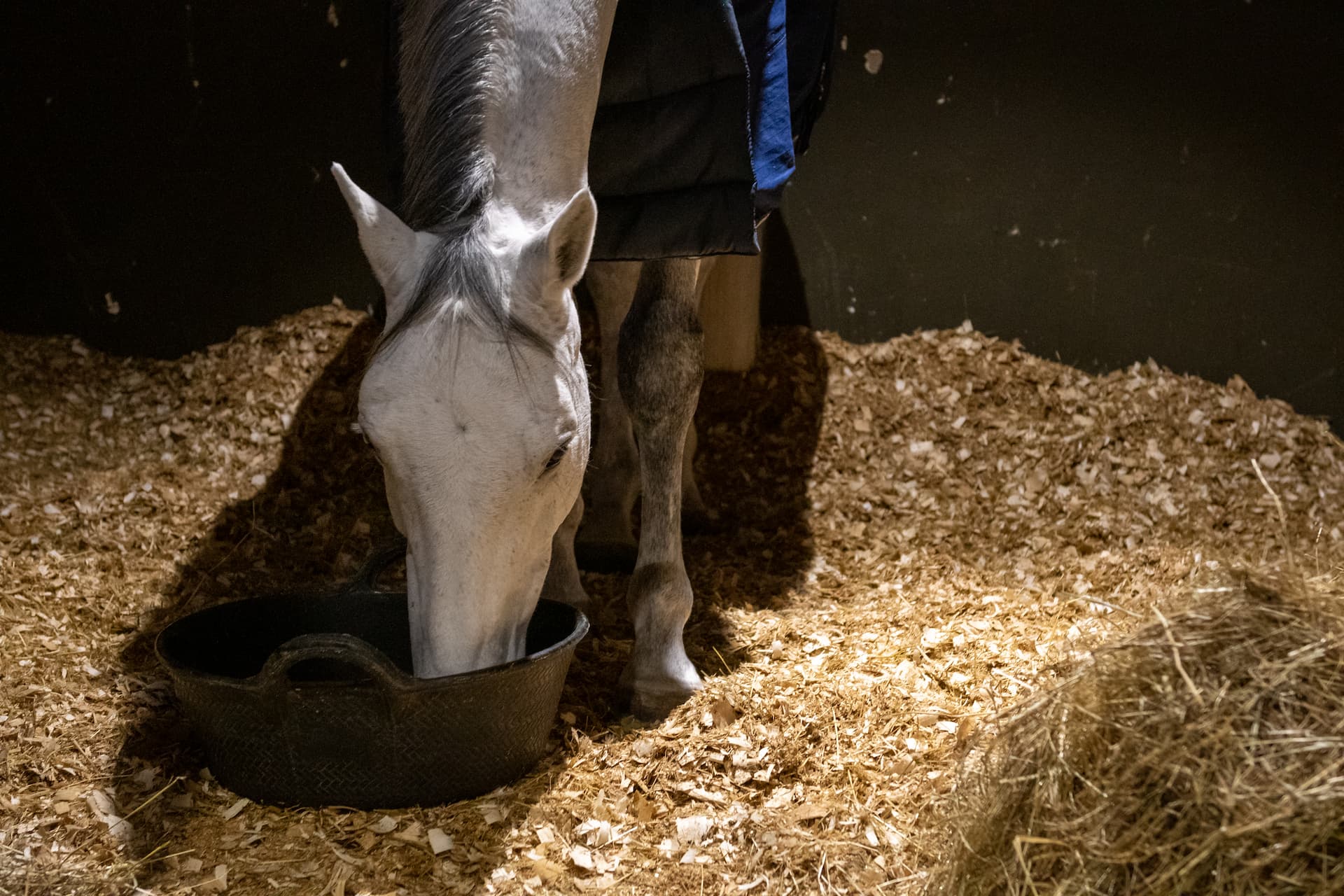 Une bonne alimentation pour une bonne condition du cheval