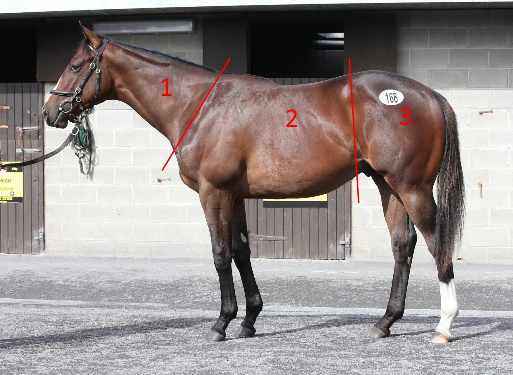 Body Condition Horse, Can Diet Influence Broodmare Fertility?