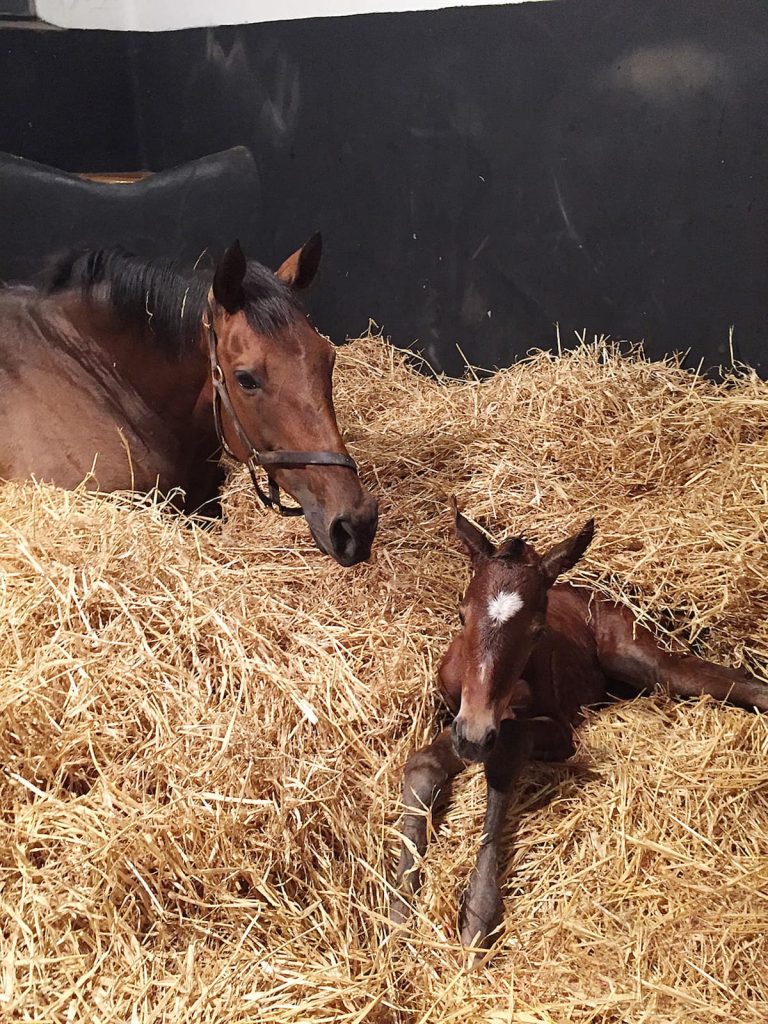 The Newborn Foal RedMills