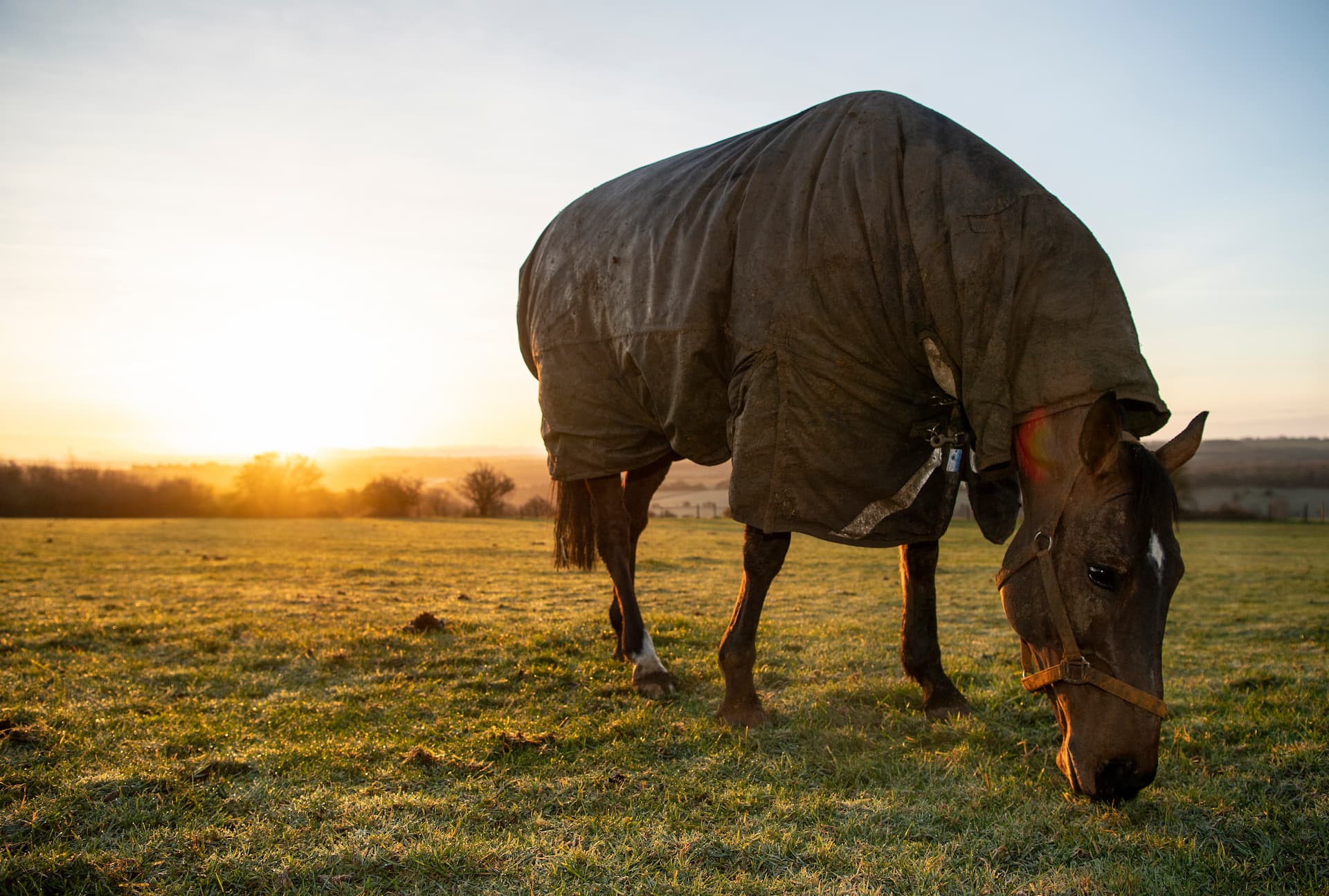 Profiter de l’hiver pour faire perdre du poids à mon cheval