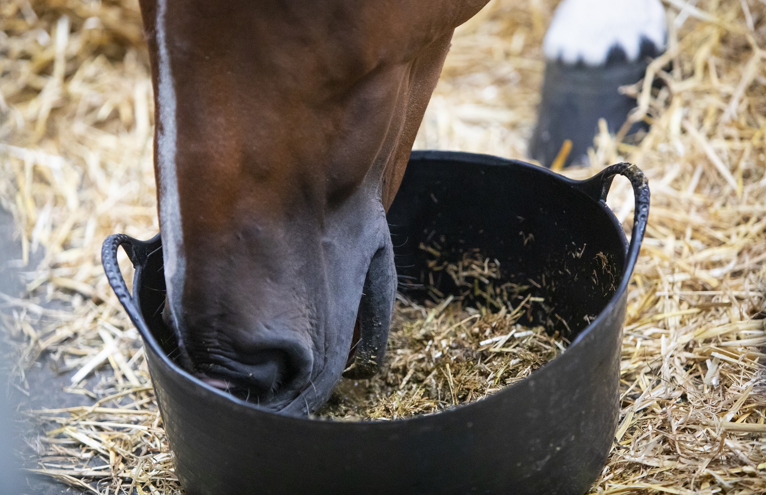 Tout savoir sur l’amidon chez le cheval
