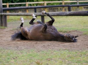 Minimiser le risque de coliques chez le cheval