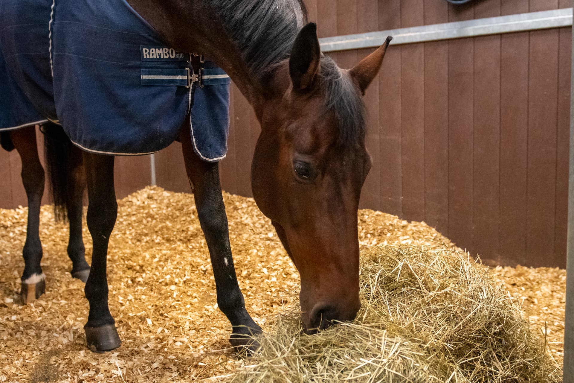 Est-il vrai que je peux nourrir mon cheval avec moins d’ensilage que de foin?