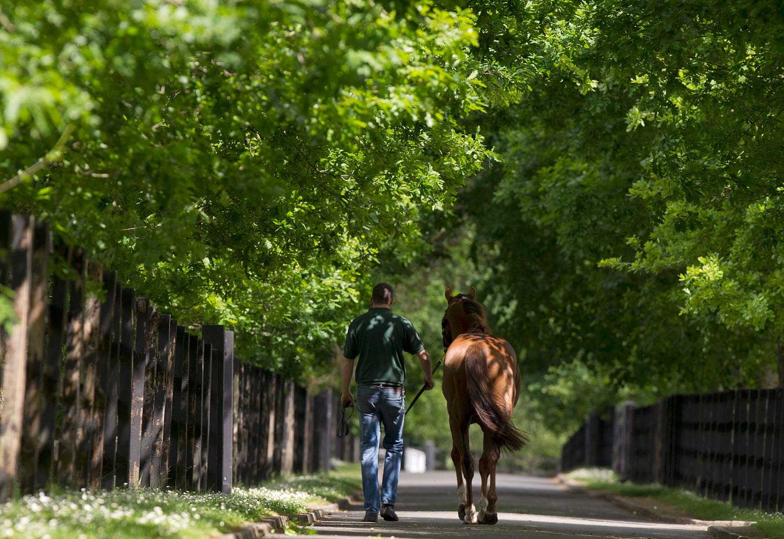 Gestion nutritionnelle des chevaux d’élevage