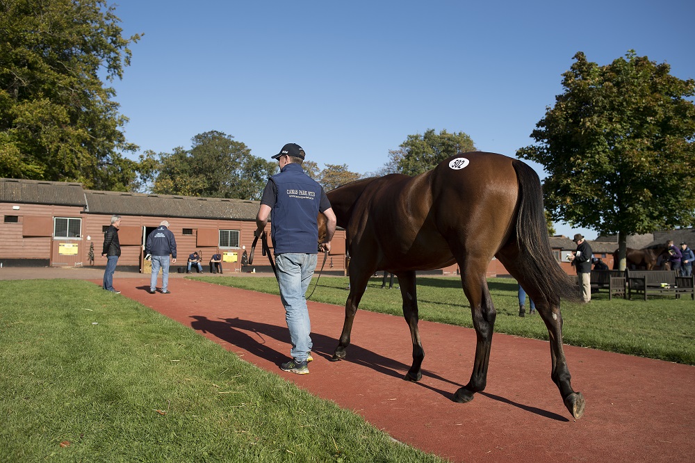 Lot 502, a bay colt by Galileo x Hveger, is a full brother to Highland reel and Idaho is led out of his box for viewing at Book 1 yearling sales at Tattersalls<br /> Newmarket 3.10.17 Pic: Edward Whitaker