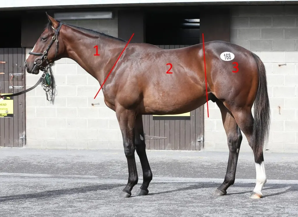 Body Condition Horse, Can Diet Influence Broodmare Fertility?
