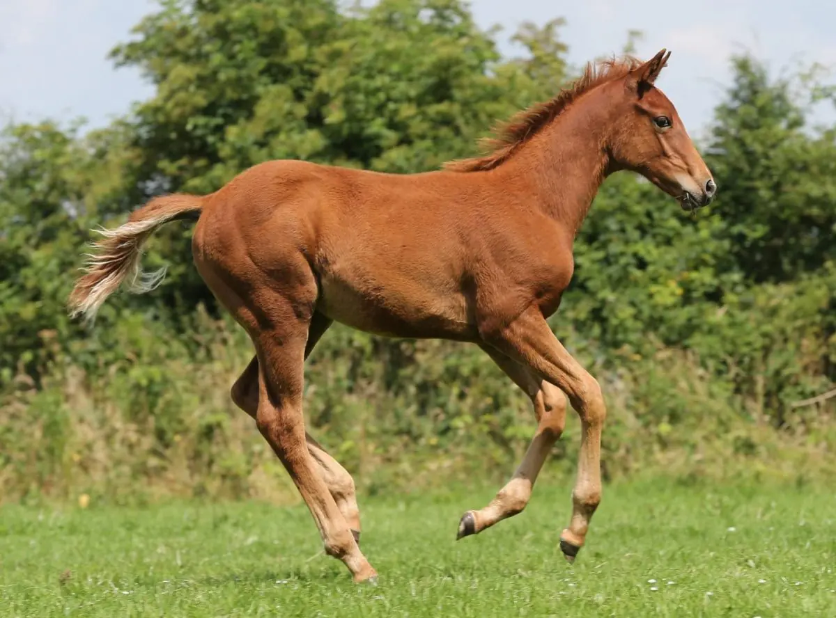 Nutriments essentiels pour la croissance osseuse chez les jeunes chevaux