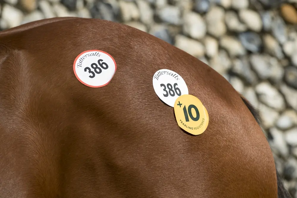 Nourrir le cheval pour la préparation aux ventes Breeze Up
