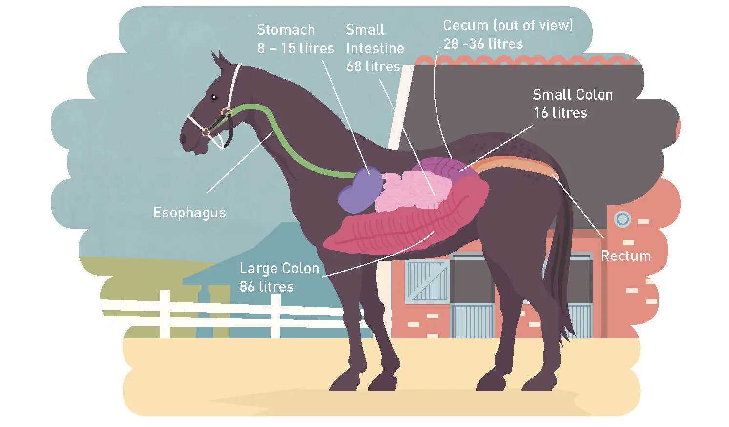 La digestion chez le cheval