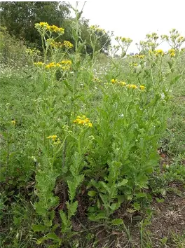 Les plantes toxiques pour les chevaux : cas particulier des Séneçons
