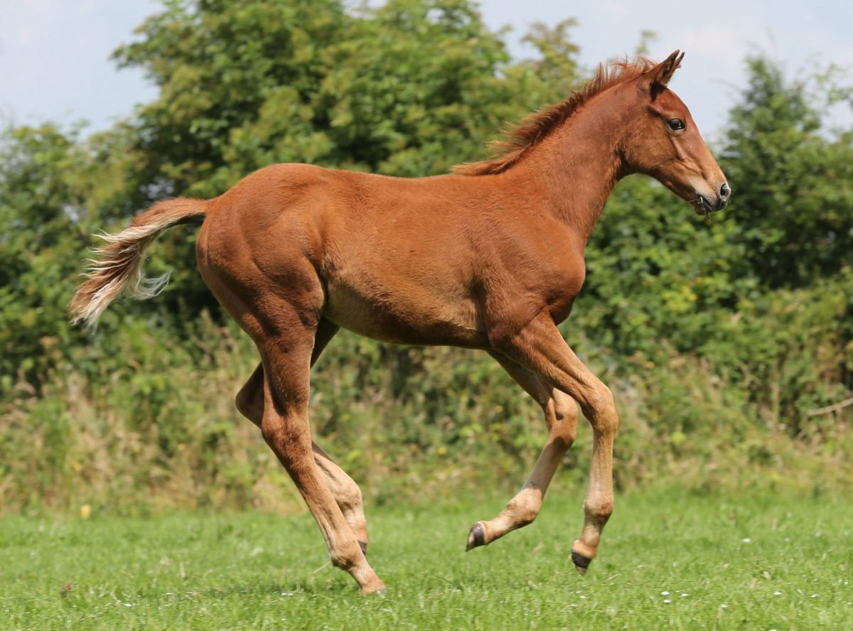 Essential Nutrients for Bone Growth in Young Horses