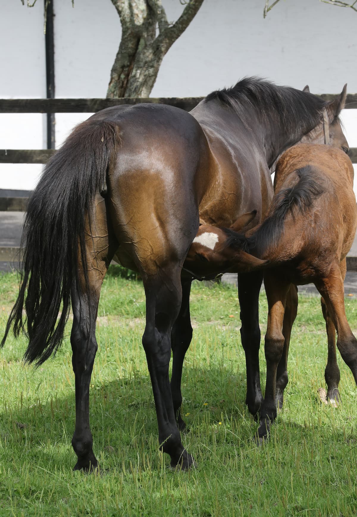 Feeding the Broodmare in Late Pregnancy & Lactation